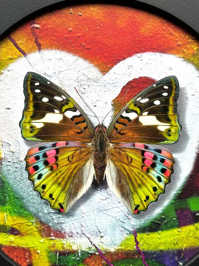 Close up detail of multicoloured butterfly on graffiti white heart spray paint in a black circular frame hanging on a wall