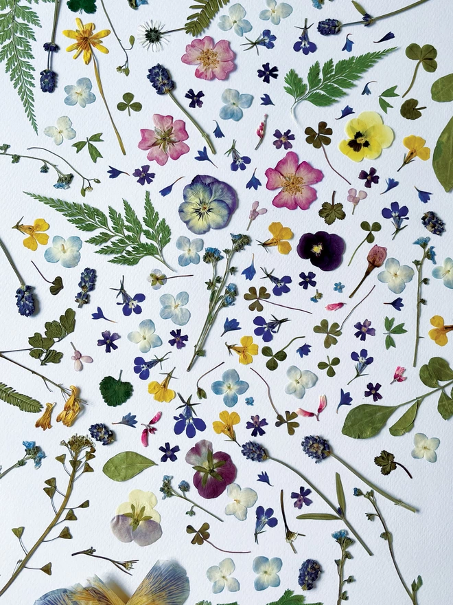 Colourful Pressed Flowers from Lucy's Flower Press - White Background