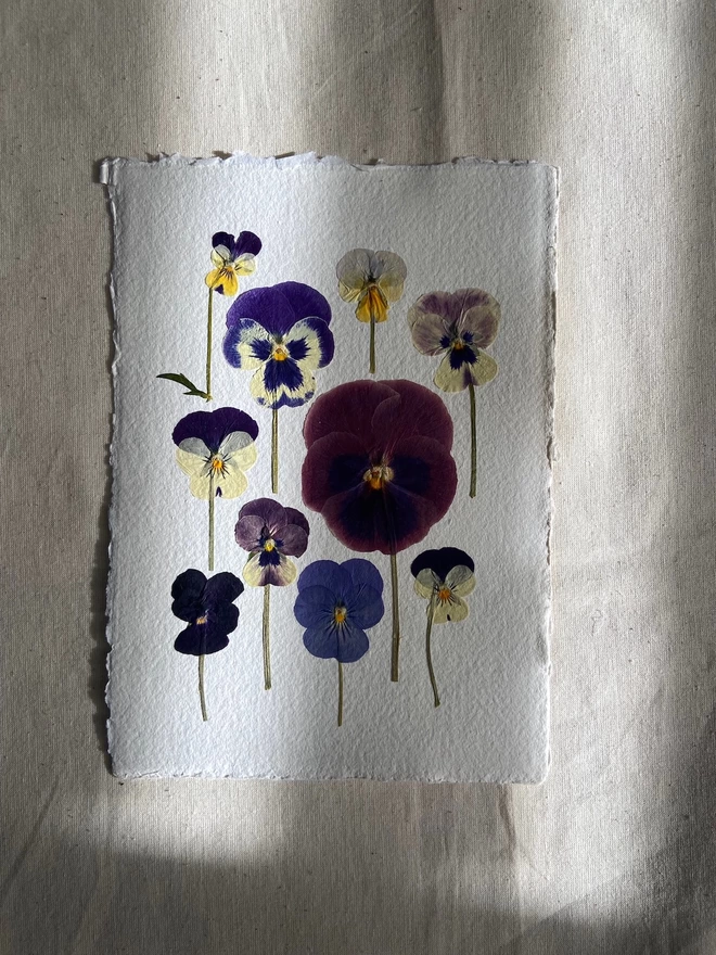 Pressed pansy flowers placed onto cotton rag paper in multiple colours