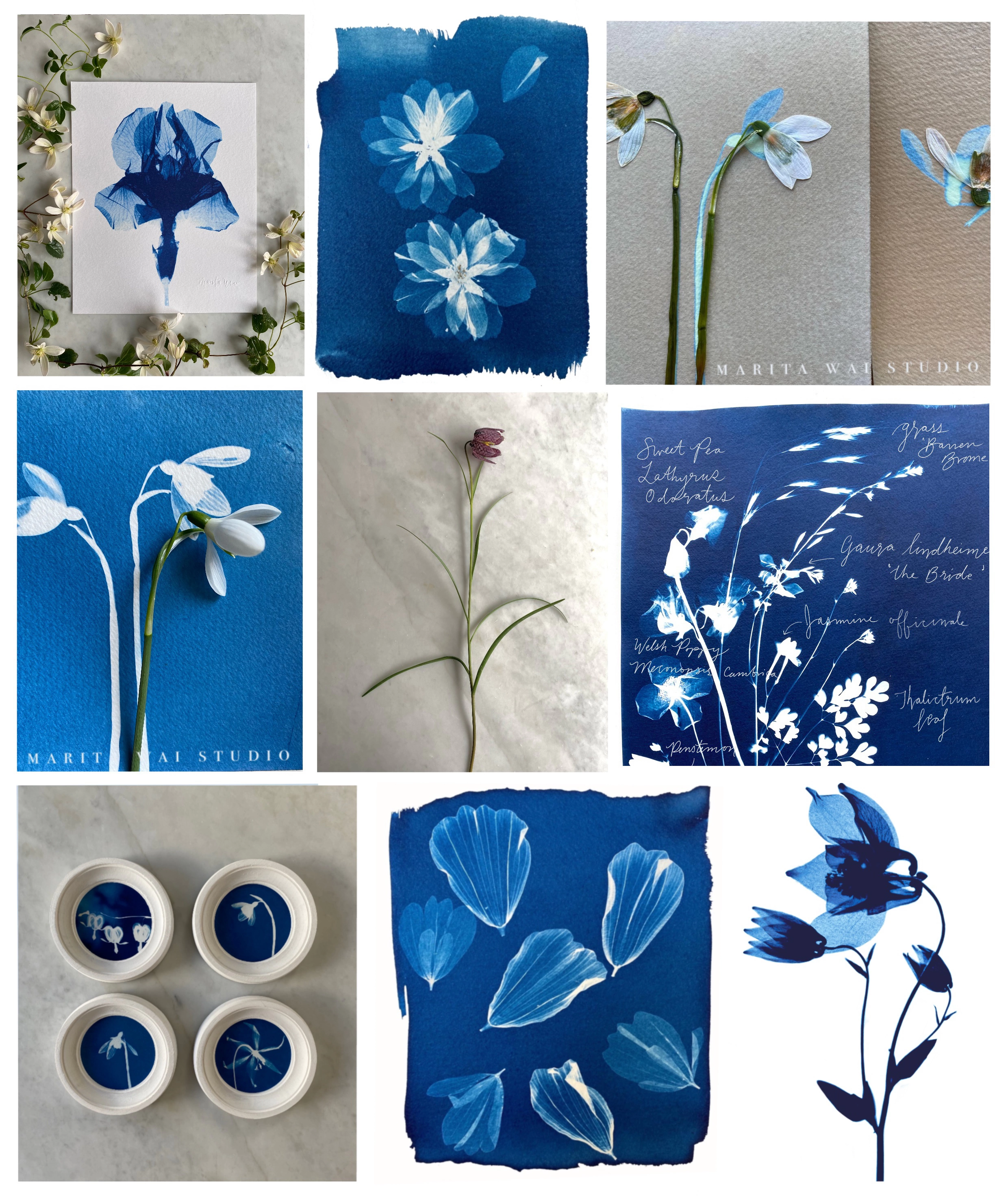 Marita Wai Studio, botanical art cyanotypes created from flowers, original artwork and botanical X-ray prints