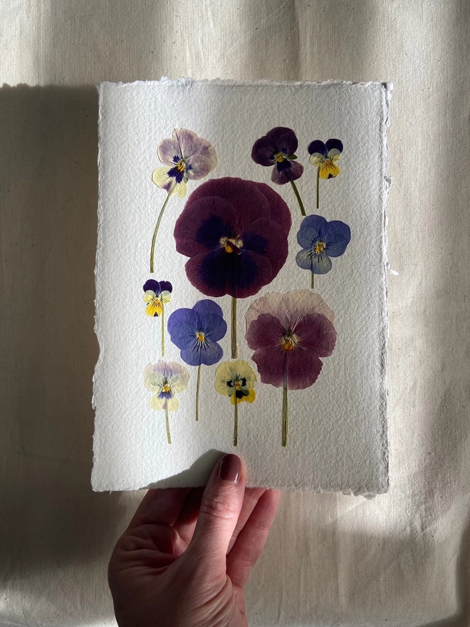 Hand holding pressed pansy flowers placed onto cotton rag paper in multiple colours
