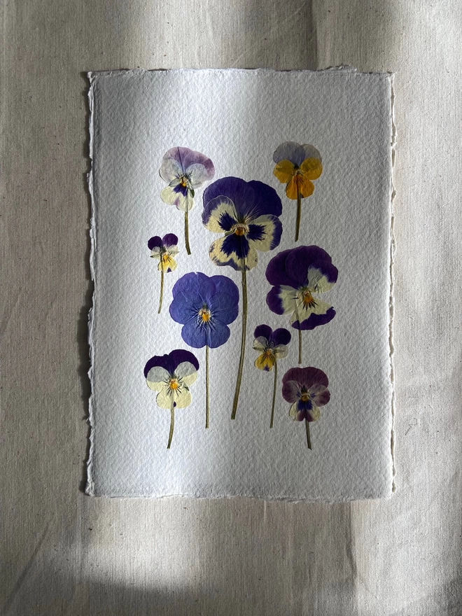  Pressed pansy flowers placed onto cotton rag paper in multiple colours