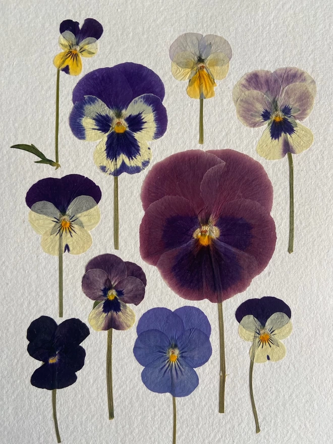 Close up of multiple pressed pansy flowers laid on cotton rag paper