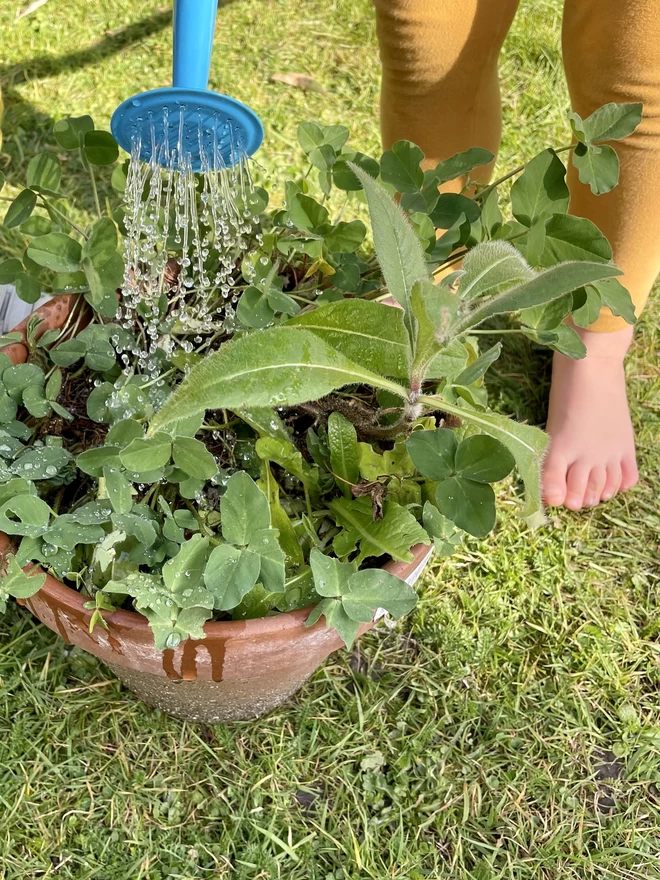An image of a child watering a pot full of wildflower seedlings grown from Ruby & Bo plantable paper