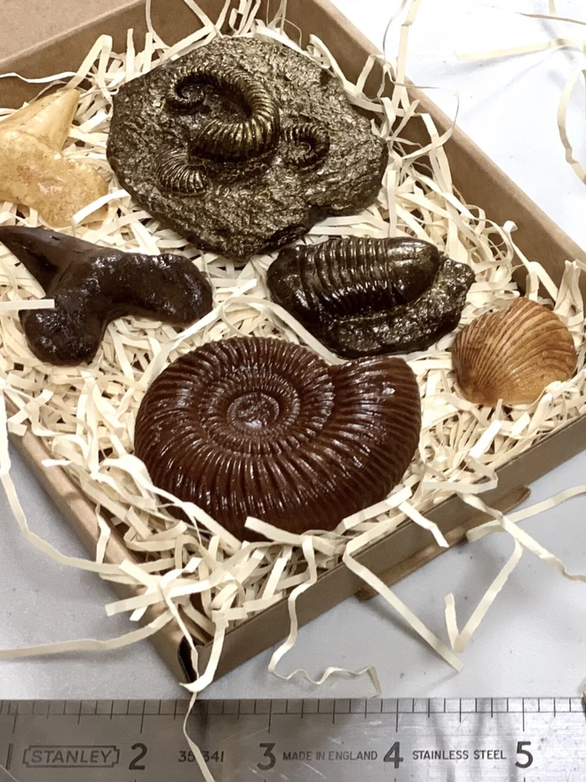 Realistic edible bite sized chocolate fossil sample box