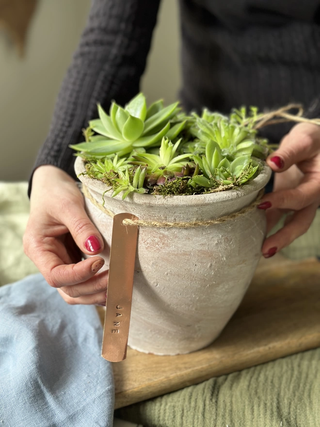 A pair of hands holding a distressed limewash terracotta pot filled with fresh sempervivum plant, finished with the personalised copper tag on hand-bound twine