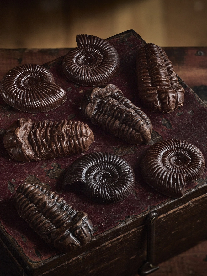 Realistic edible bite sized chocolate fossil samples on antique book