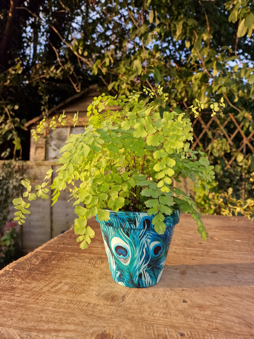 Peacock Feather Plant Pot ON A WOODEN ENCH