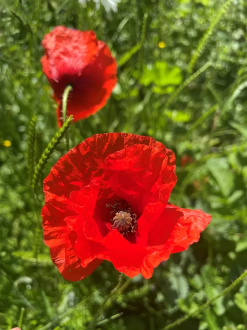 Poppies grown from a Ruby & Bo plantable card