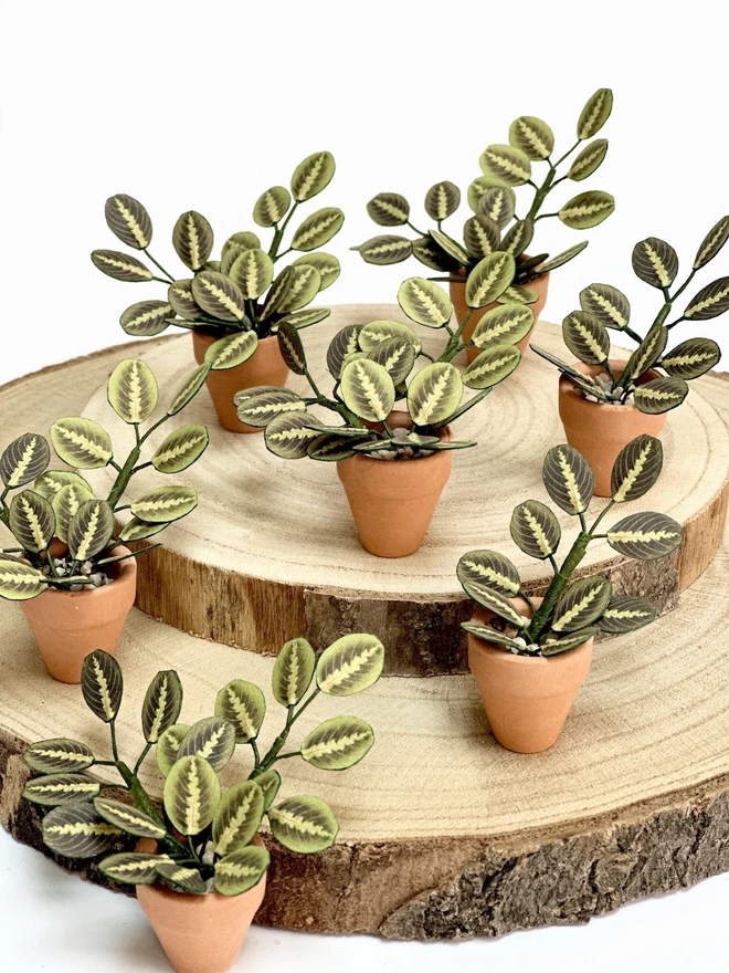 A number of miniature replica Maranta Prayer Plant paper plant ornaments in terracotta pots sat on 2 wooden log slices against a white background