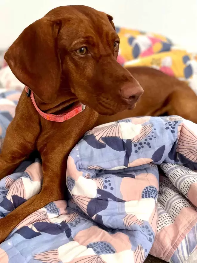 Cinnamon colour dog lying on blue block printed floral quilt