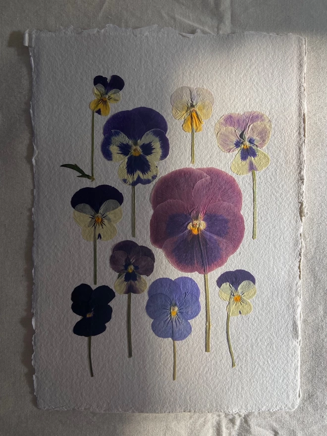 Pressed pansy flowers placed onto cotton rag paper in multiple colours with light shining over the paper