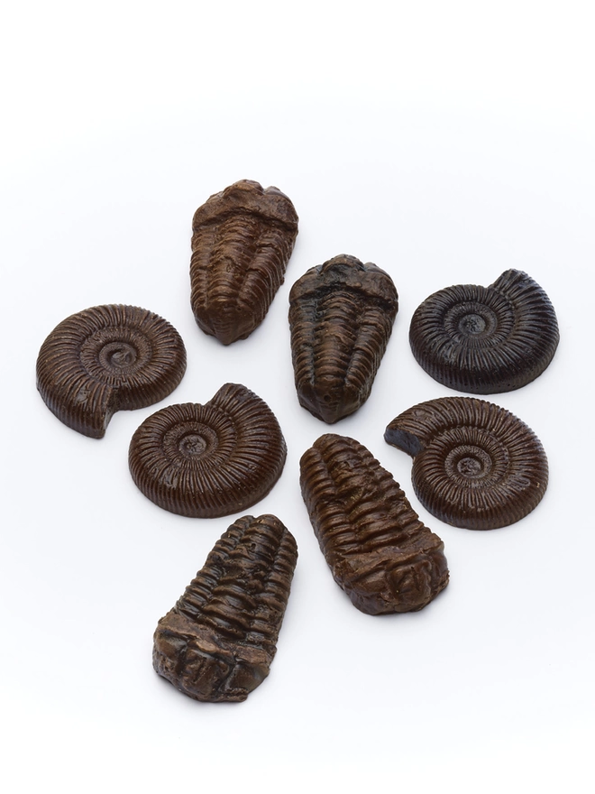 Realistic edible chocolate fossil selection on white background