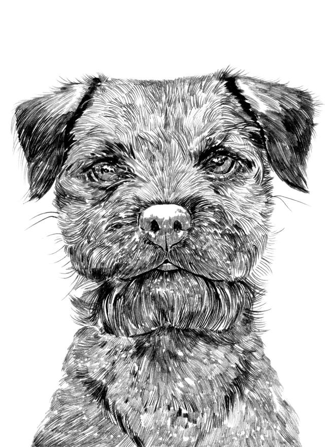 Detail of border terrier dog art print
