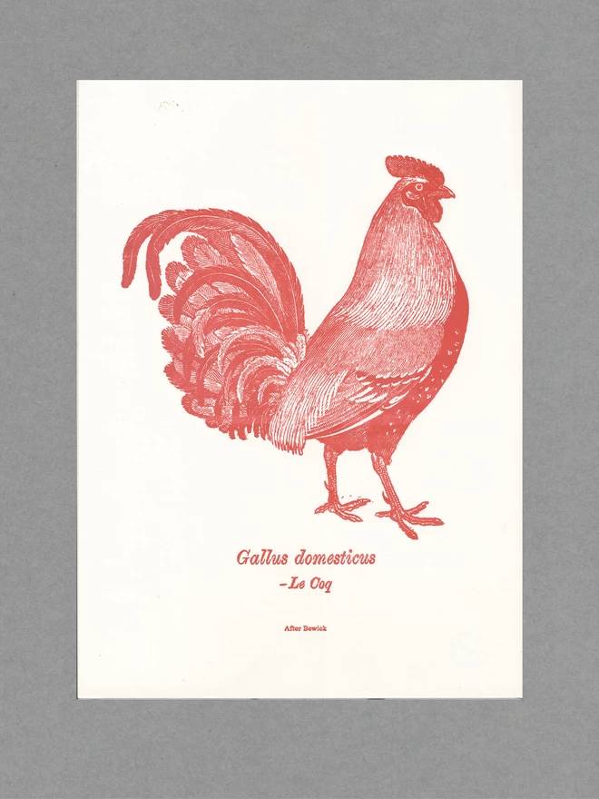 Poster of a red cockerel with red text underneath reading 'Gallus domesticus - Le Coq, after Bewick' on white paper