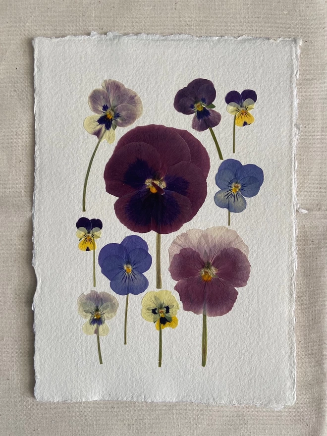 Pressed pansy flowers placed onto cotton rag paper in multiple colours