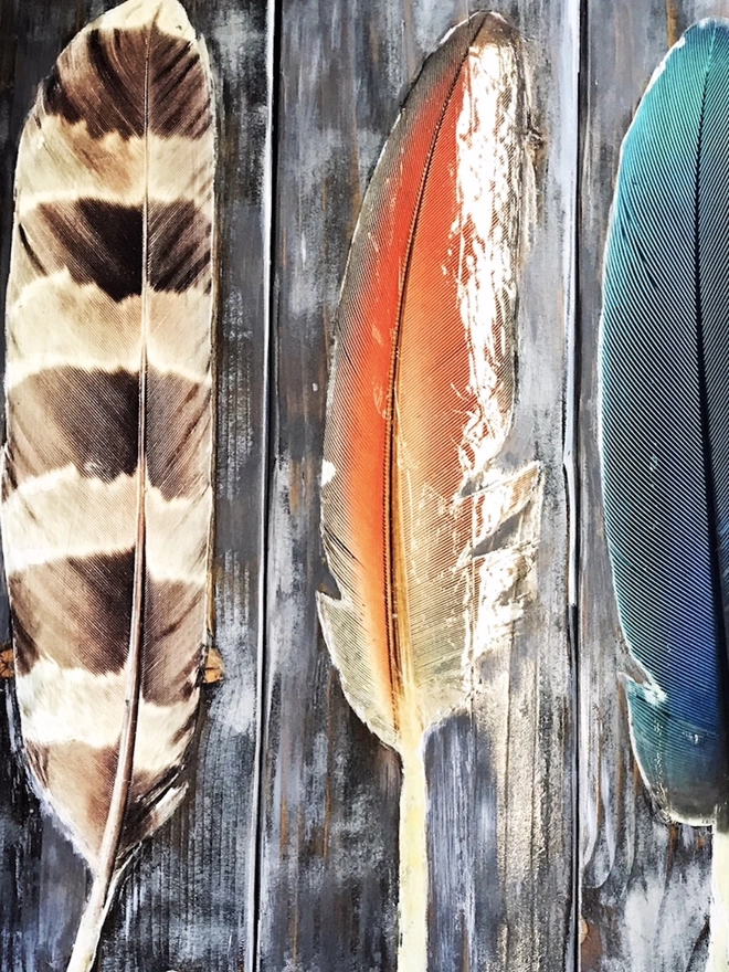 close up bird feathers on grey wood stain