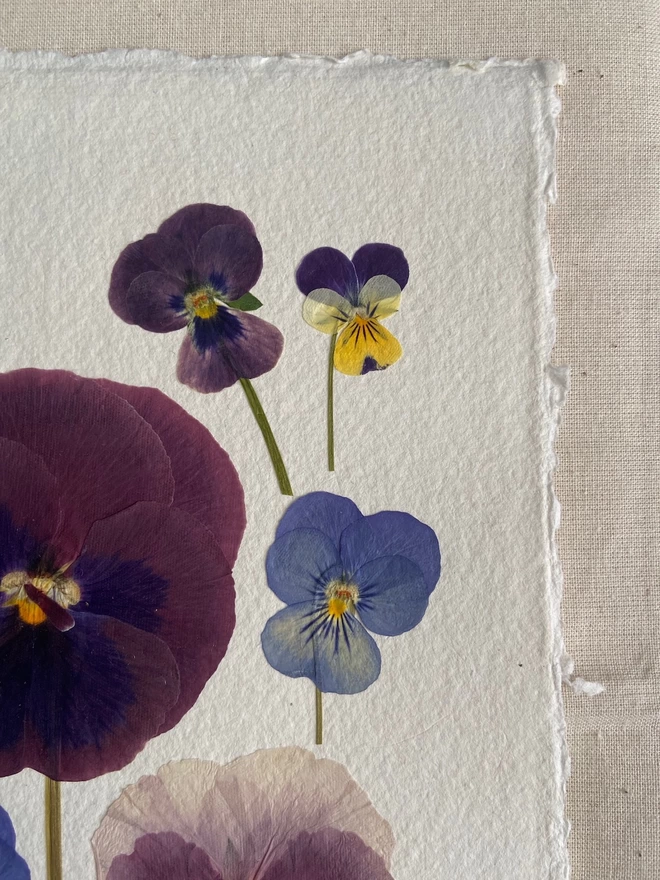 Right top corner of pressed pansy artwork