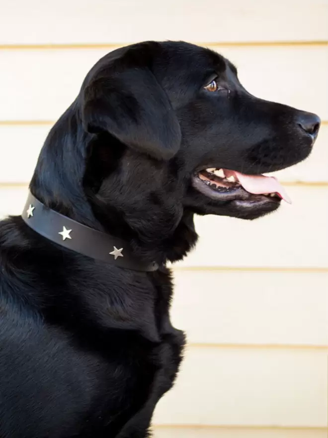Black Leather Dog Collar with Star Studs on Buzz the Black Lab in Size 5