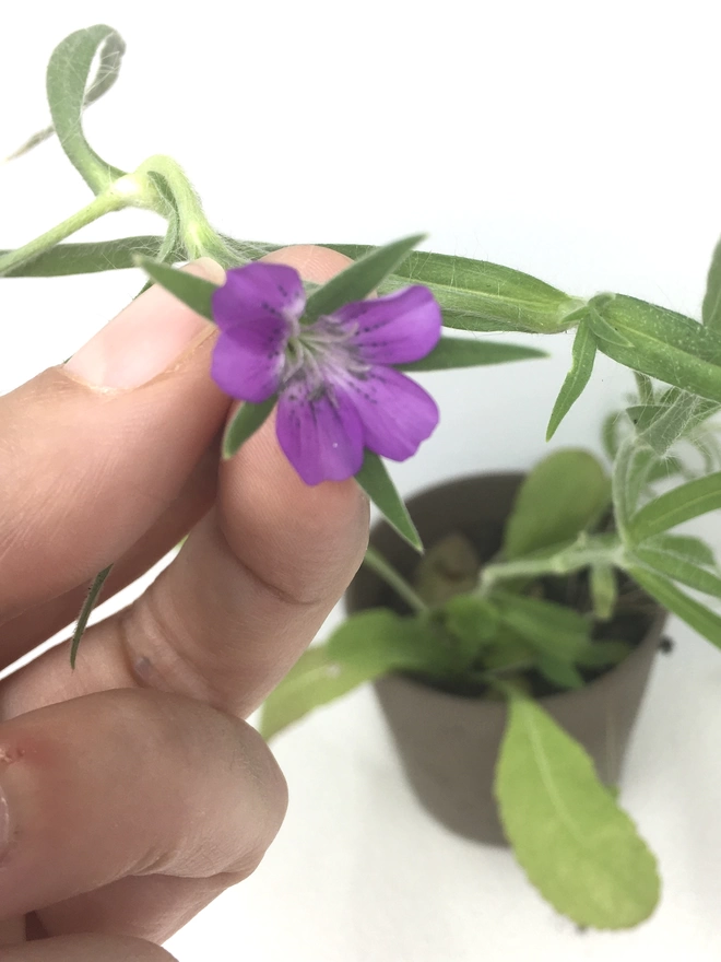 A flower grown from Ruby & Bo plantable paper