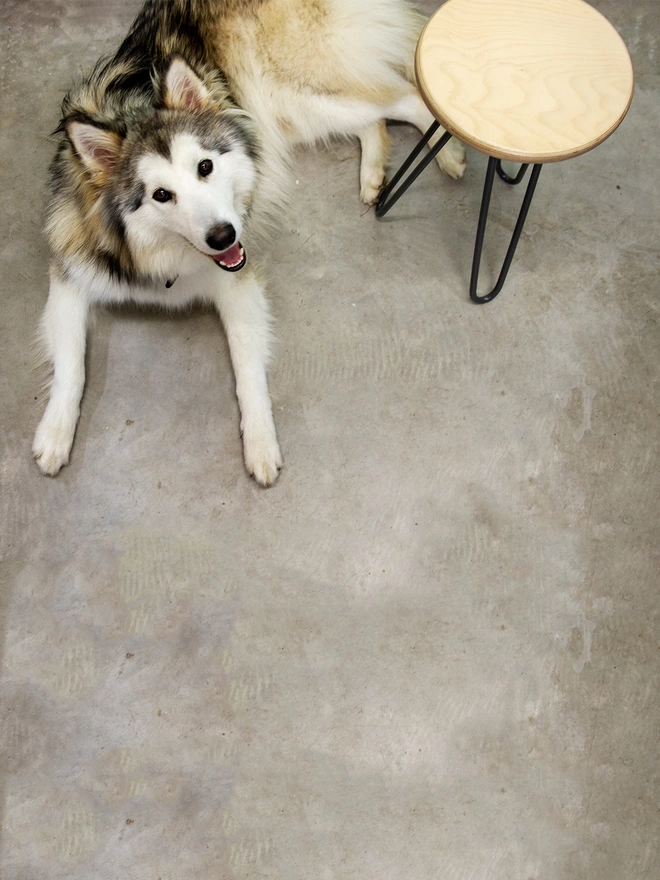 hairpin leg stool with birch ply seat and black hairpin legs on a polished concrete floor with a malamute husky dog lying next to it