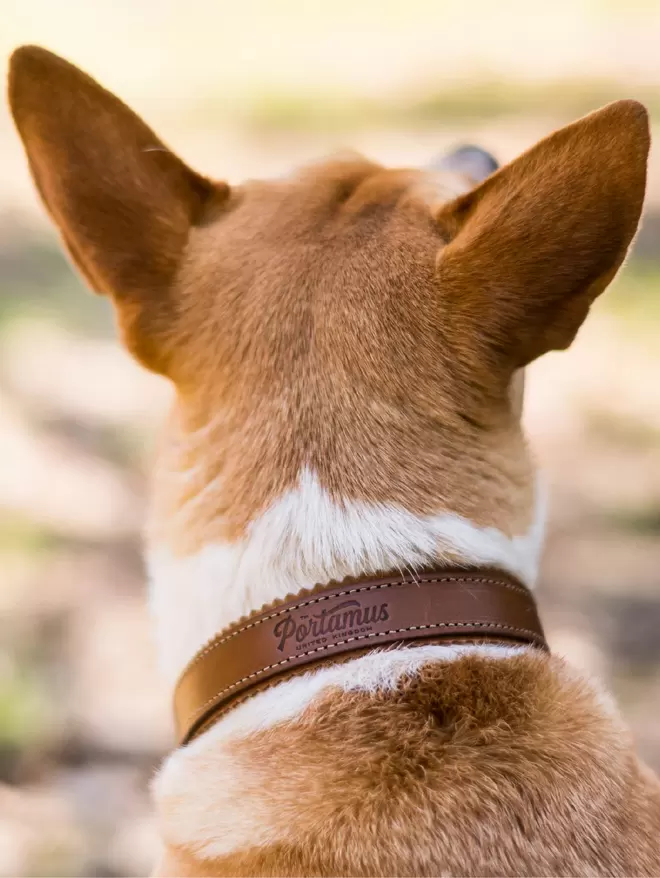 Tan and white dog wearing brown leather and suede Harleywood collar