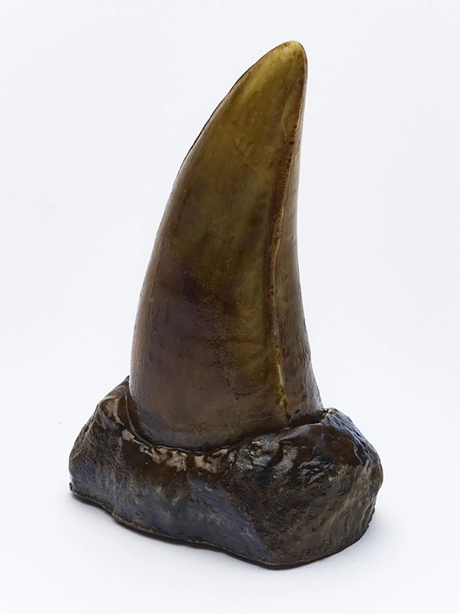 Realistic T-Rex dinosaur tooth made in chocolate on white background