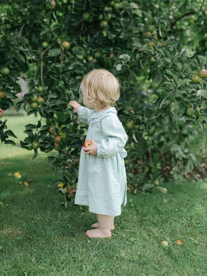 A little girl in a green checked dress with long sleeves and a collar looks at an apple tree