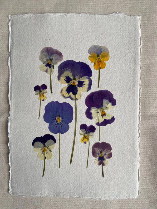  Pressed pansy flowers placed onto cotton rag paper in multiple colours