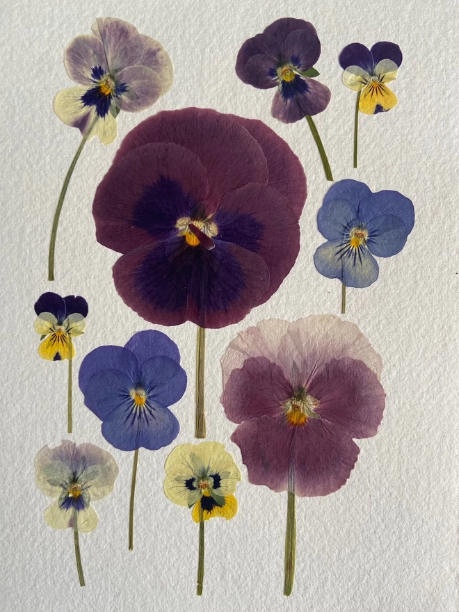 Multiple pressed pansy flowers laid on cotton rag paper