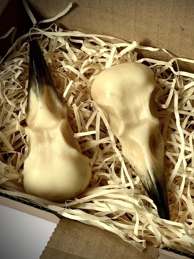 Realistic white chocolate crow skulls in shredded paper