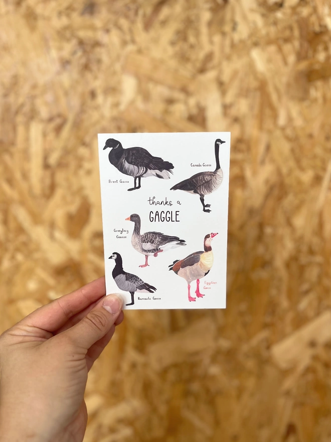 Greetings card featuring five different species of geese around the phrase "thanks a gaggle"