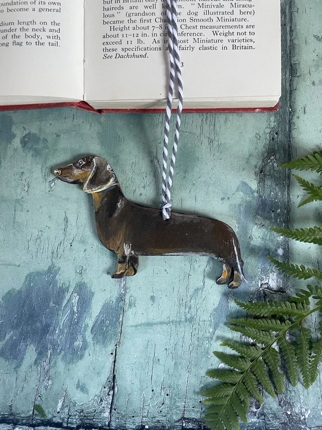 Dachshund Portrait Rested on a book about dogs 