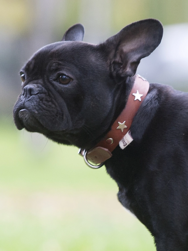 Tan Leather Dog Collar on Taxi the French Bulldog in Size 3