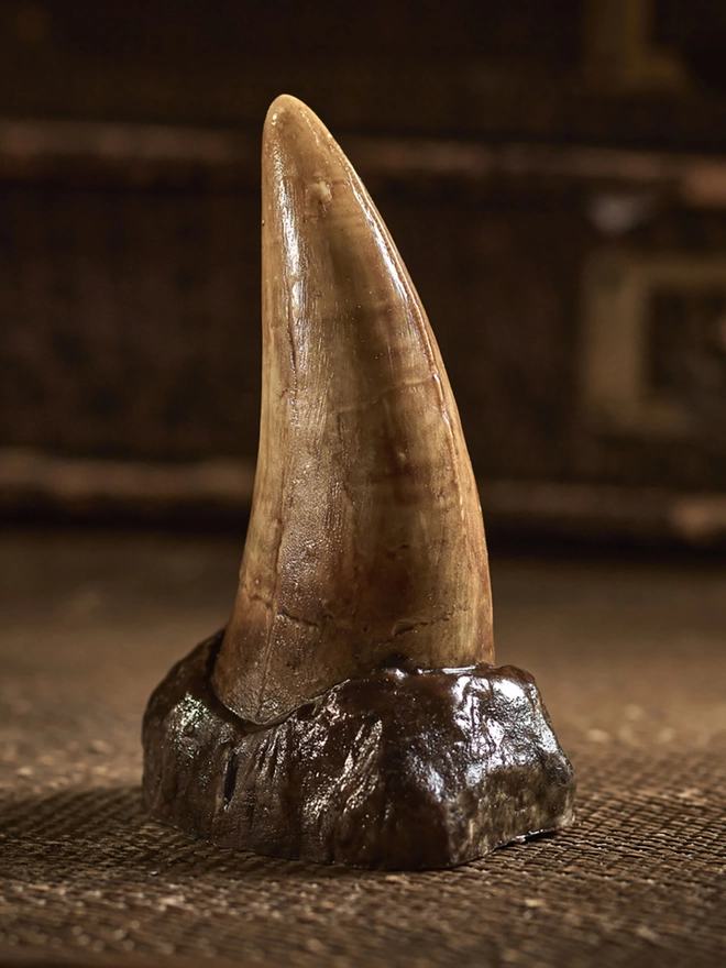 Realistic T-Rex dinosaur tooth made in chocolate on antique background
