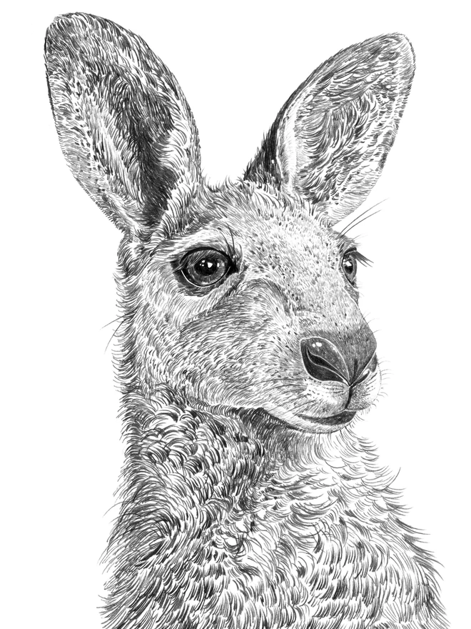 Detail of the art print of a kangaroo