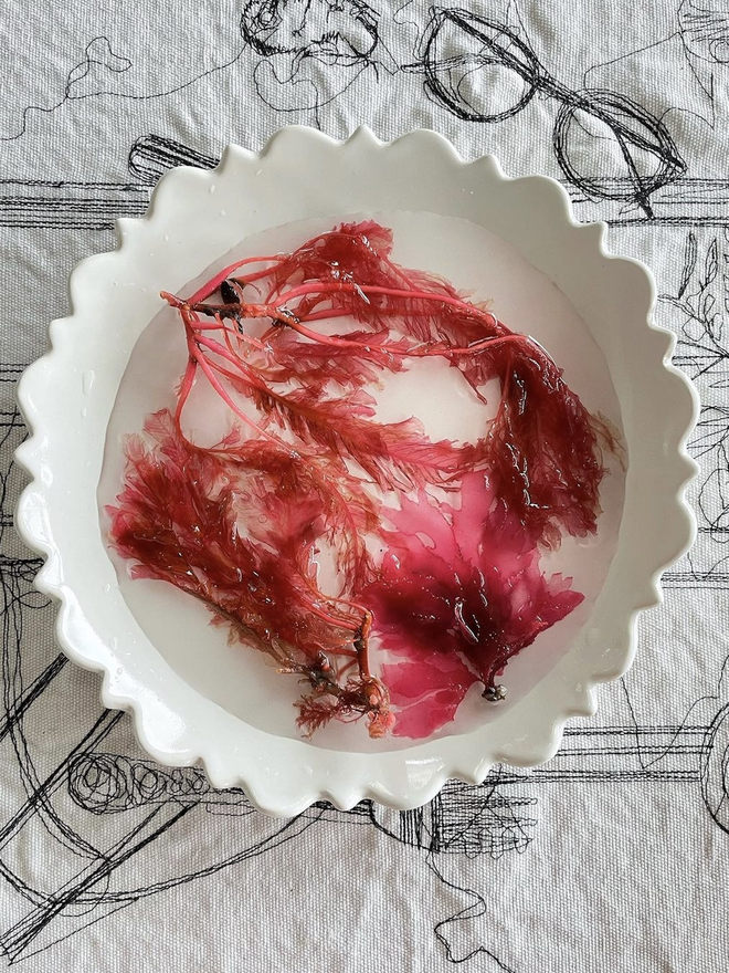 white fiore edge serving bowl with vibrant pink seaweed