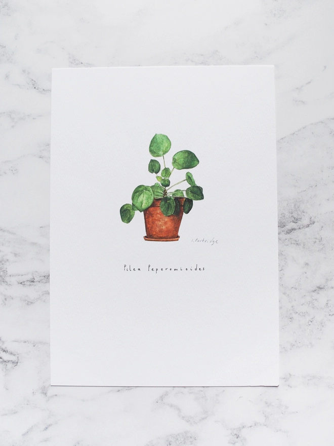 Pilea peperomioides, Chinese money plant print. Painted in watercolour and printed onto white paper. The paper sits on a pale white marble backdrop