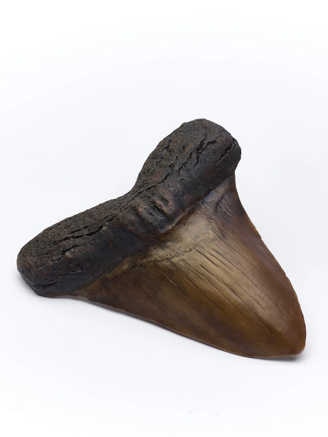 Realistic edible chocolate Megalodon shark tooth fossil