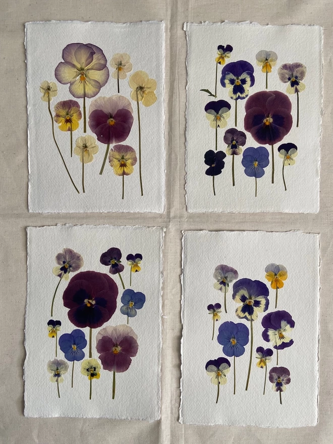 Four different artworks of pressed pansy flowers in different colours