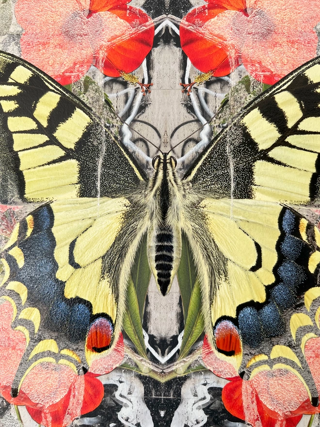Close up detail of swallowtail butterfly