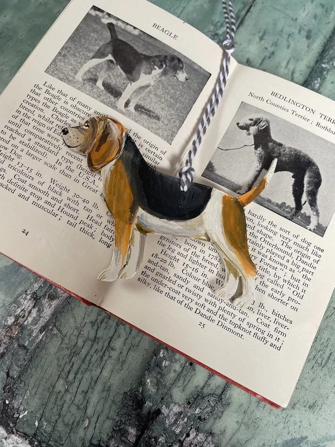 Beagle Portrait Rested on a book about dogs 
