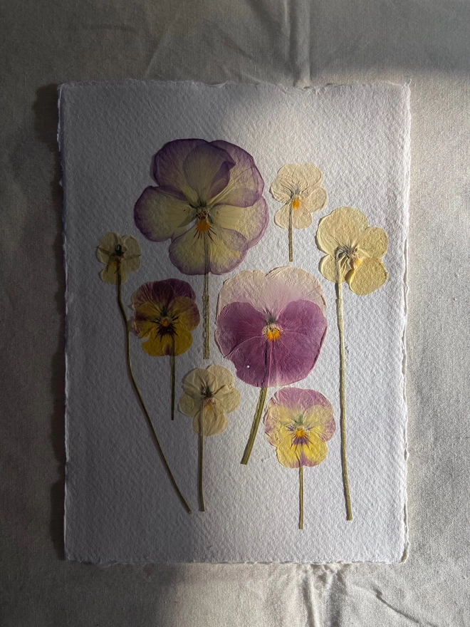 Pressed pansy flowers placed onto cotton rag paper in multiple colours with light shining over the paper