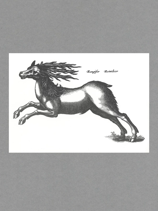 Poster of a black reindeer with text reading 'Rangifer Reinthier' on white paper