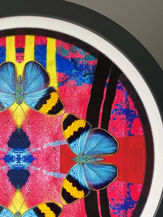 Close up detail of butterflies in frame