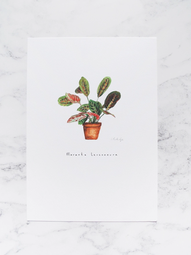 Maranta leuconeura (prayer plant) house plant print. Painted in watercolour and printed onto white paper. The paper sits on a pale white marble backdrop