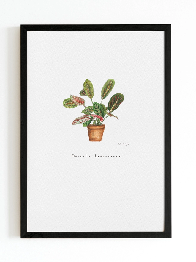 Art print with maranta leuconeura (prayer plant) house plant in terracotta pot, beautifully painted in watercolour on white background with black frame around