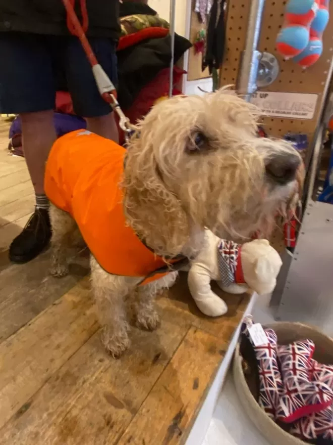 Orange Waterproof Dog Coat