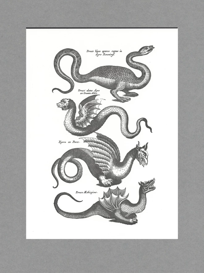 Poster with four black dragons and text in Latin on white paper