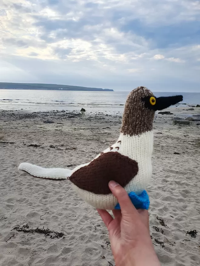 a knitted blue footed booby on Thurso beach in Caithness